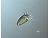 Photo of Strombidium